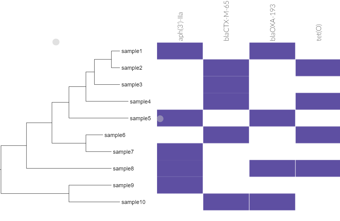Phandango visualization showing a phylogenetic tree of 10 samples alongside a heatmap of antimicrobial resistance gene presence, with purple blocks indicating gene detection for aph(3')-IIa, blaCTX-M-65, blaOXA-193, and tet(O).