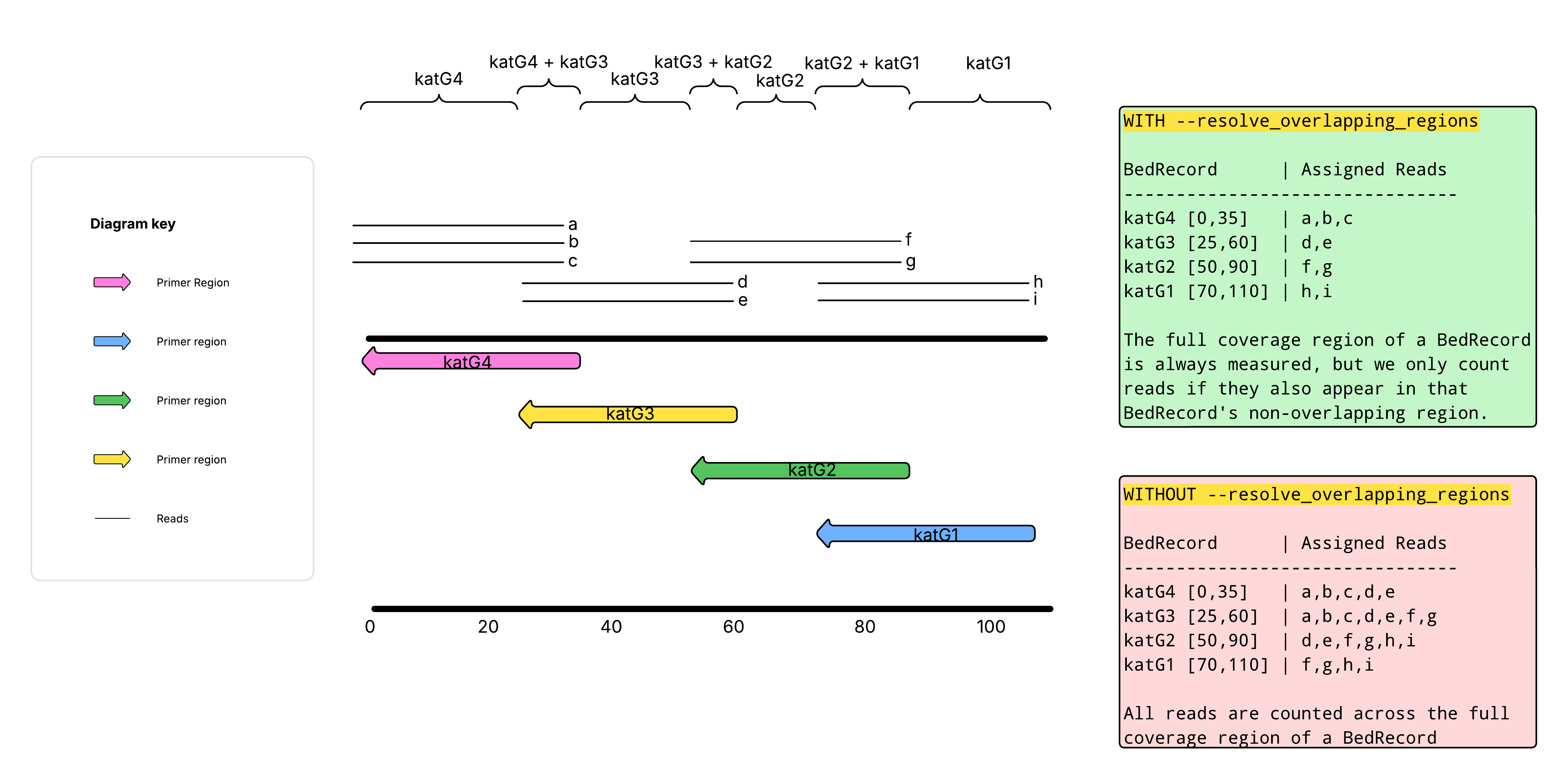 A visual example of how overlapping primer regions are resolved